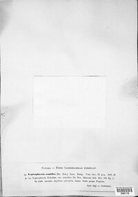 Leptosphaeria doliolum image